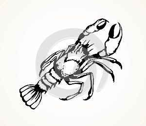 Lobster. Vector drawing photo