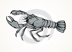 Lobster. Vector drawing photo