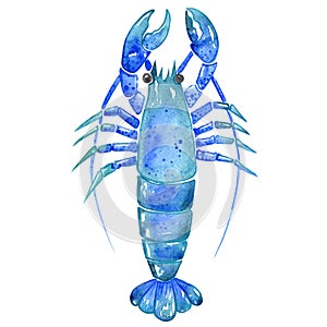 Lobster watercolor illustration for decoration on marine life.