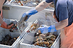Lobstermen sorting just caught live lobsters on their boat in Ma