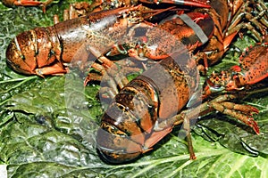 Lobsters