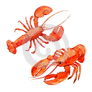 Lobsters isolated on white background, watercolor