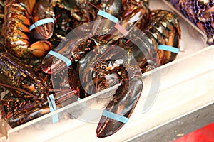 Lobsters market