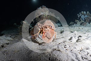 Lobsters in the Red Sea, Eilat Israel