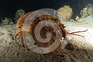 Lobsters in the Red Sea, Eilat Israel