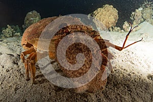 Lobsters in the Red Sea, Eilat Israel