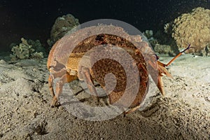 Lobsters in the Red Sea, Eilat Israel