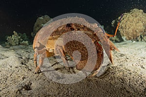 Lobsters in the Red Sea, Eilat Israel