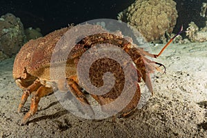 Lobsters in the Red Sea, Eilat Israel