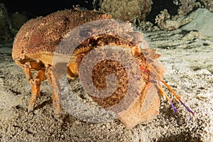 Lobsters in the Red Sea, Eilat Israel