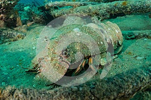 Lobsters in the Red Sea, Eilat Israel