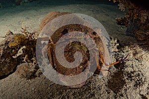 Lobsters in the Red Sea, Eilat Israel