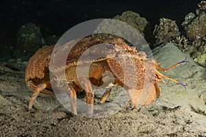 Lobsters in the Red Sea, Eilat Israel