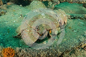 Lobsters in the Red Sea, Eilat Israel