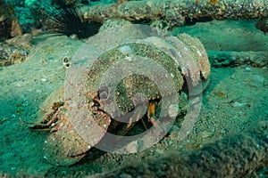 Lobsters in the Red Sea, Eilat Israel