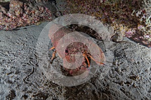 Lobsters in the Red Sea, Eilat Israel