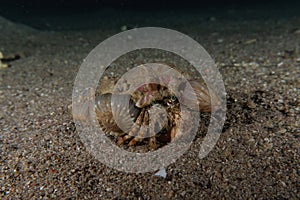 Lobsters in the Red Sea, Eilat Israel