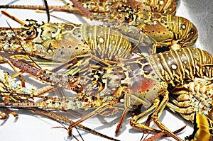 Lobsters in San Pedro, Belize