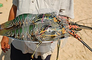 Lobsters on the Tray