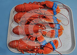 Lobsters on a tray