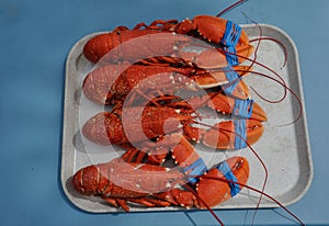 Lobsters on a tray