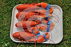 Lobsters on a tray