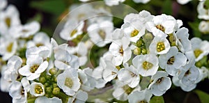 Lobularia flowers - Seaside lawn maker