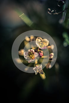 Lobularia Lavender Stream flower macro