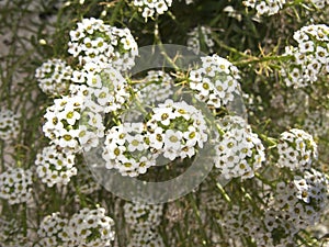 Lobularia maritima close up