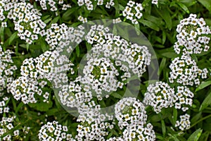 Lobularia maritima garden plant decorate. Lawn plant with white small blossom flowers on the stem. Background backdrop wallpaper