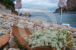 Lobularia Maritima with Paleokastritsa bay background