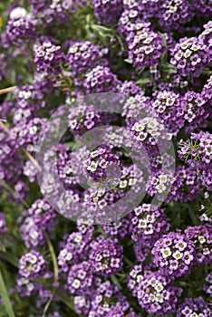 Lobularia maritima purple blossom