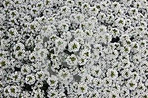 Lobularia maritima, Sweet alyssum