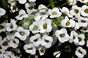 Lobularia maritima, Sweet alyssum, Sweet alison