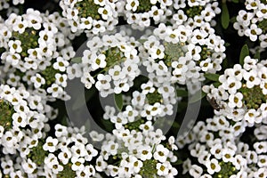 Lobularia maritima, Sweet alyssum