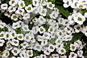 Lobularia maritima, Sweet alyssum, Sweet alison