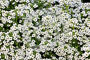 Lobularia maritima, Sweet alyssum, Sweet alison