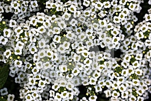 Lobularia maritima, Sweet alyssum, Sweet alison