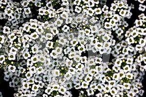 Lobularia maritima, Sweet alyssum, Sweet alison