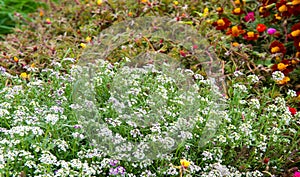 Lobularia Snow Princess Sweet Alyssum.  is a delicate carpet of tiny flowers with a subtle, sweet scent. The low-growing foliage