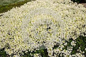 Lobularia- white cruciferous flowers