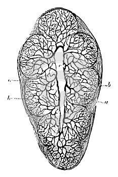 Lobule of Thymus Gland, vintage illustration