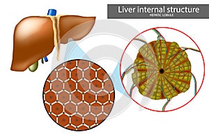 Lobules of liver, or hepatic lobules. Liver structure