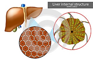 Lobules of liver, or hepatic lobules. Liver structure photo