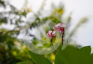 Loca asia flora flower in sunnyday isolated blurry background. photo