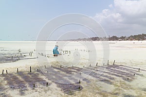 Local african woman working on seaweed farm in kitesurfing lagoon near Paje village, Zanzibar island, Tanzania photo