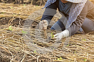 Local agriculturist plant salad lettuce