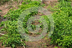 Local Area Small and Simple Vegetable Garden in the Back of the House, Healthy Organic Vegetable Garden Without Chemicals