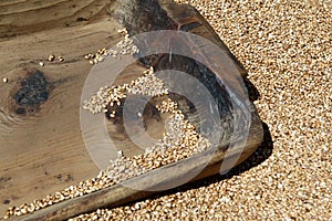 Local barley seeds and wooden old tray in india