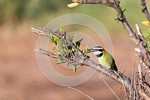 Local bird is sitting on a branch in Kenya